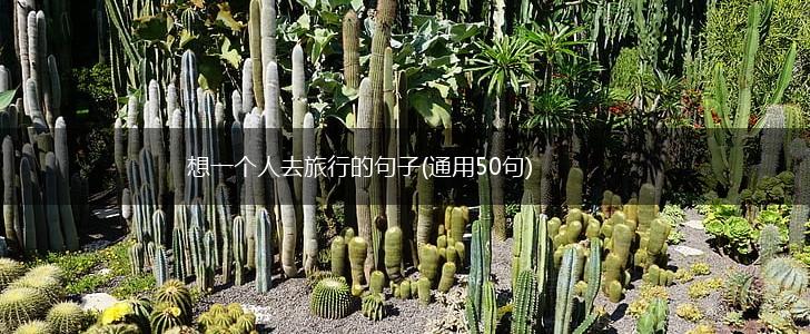 想一个人去旅行的句子(通用50句),第1张