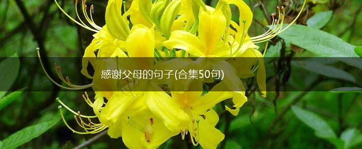 感谢父母的句子(合集50句),第1张