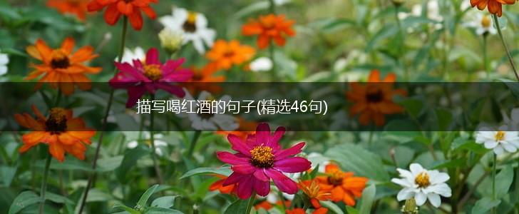 描写喝红酒的句子(精选46句),第1张