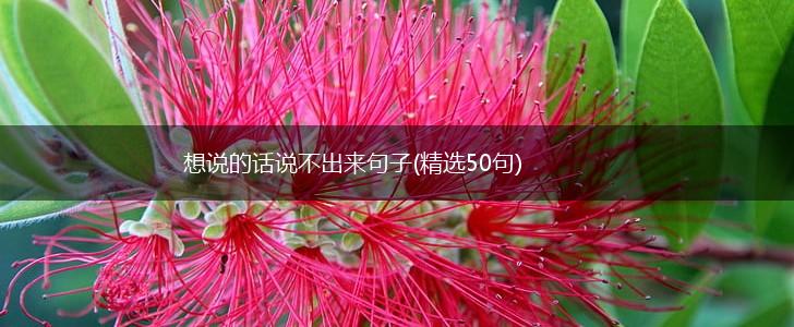 想说的话说不出来句子(精选50句),第1张