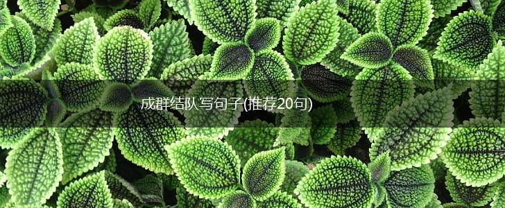 成群结队写句子(推荐20句),第1张