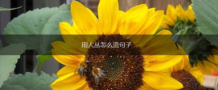 用人丛怎么造句子,第1张