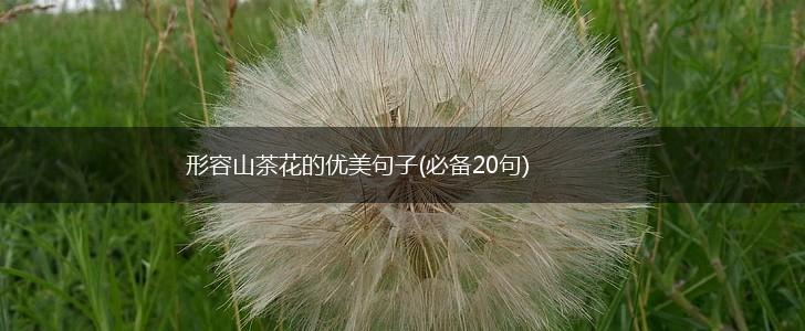 形容山茶花的优美句子(必备20句),第1张