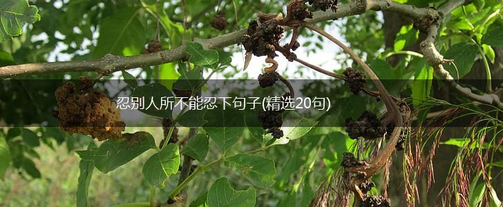 忍别人所不能忍下句子(精选20句),第1张