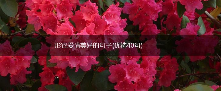 形容爱情美好的句子(优选40句),第1张