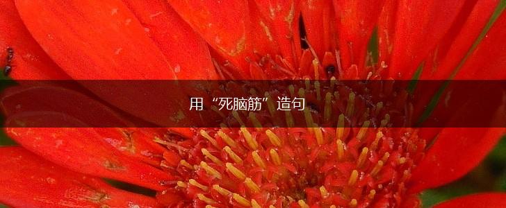 用“死脑筋”造句,第1张