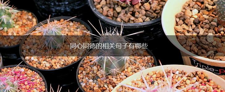 同心同德的相关句子有哪些,第1张