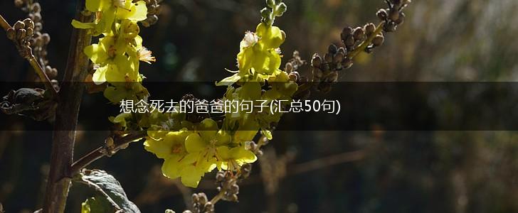 想念死去的爸爸的句子(汇总50句),第1张