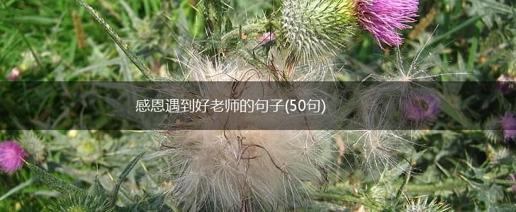 感恩遇到好老师的句子(50句),第1张
