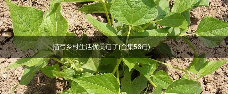 描写乡村生活优美句子(合集58句),第1张