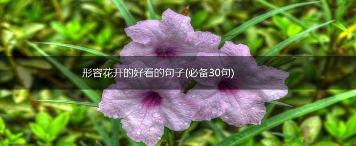 形容花开的好看的句子(必备30句),第1张