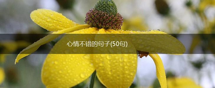 心情不错的句子(50句),第1张
