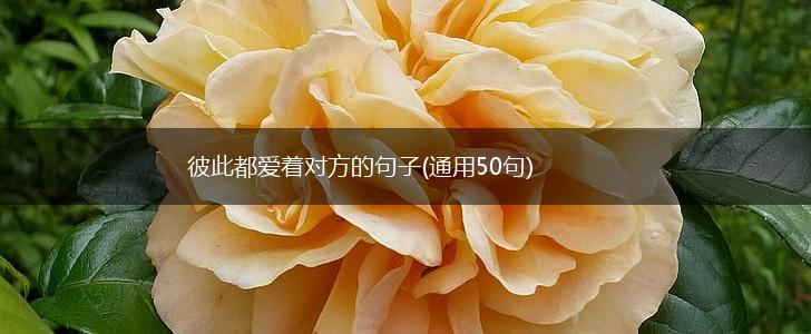 彼此都爱着对方的句子(通用50句),第1张