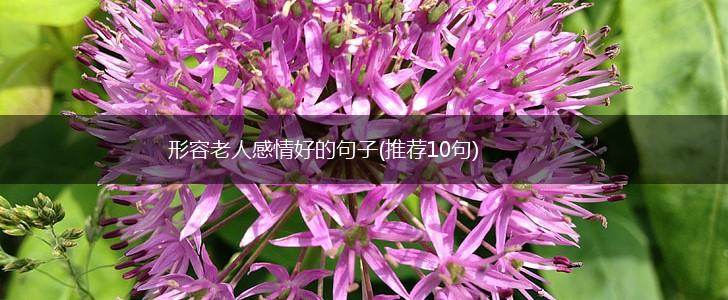 形容老人感情好的句子(推荐10句),第1张