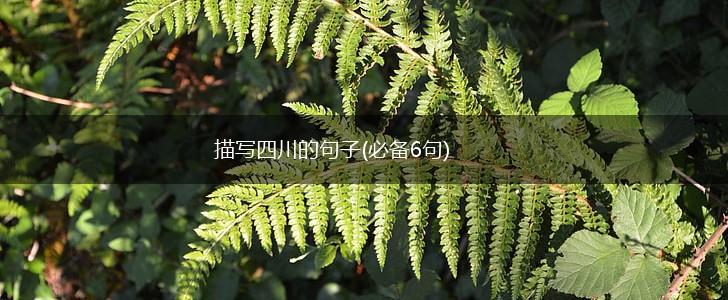 描写四川的句子(必备6句),第1张