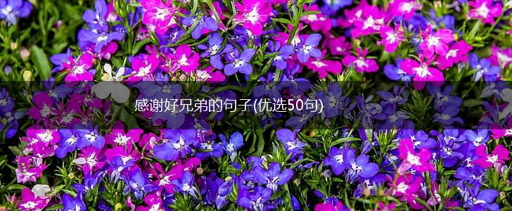 感谢好兄弟的句子(优选50句),第1张