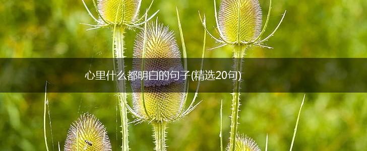 心里什么都明白的句子(精选20句),第1张