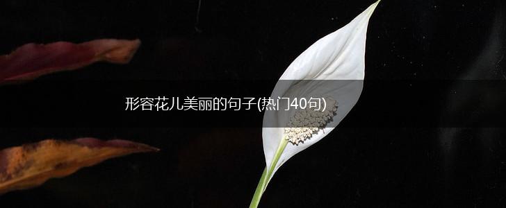 形容花儿美丽的句子(热门40句),第1张
