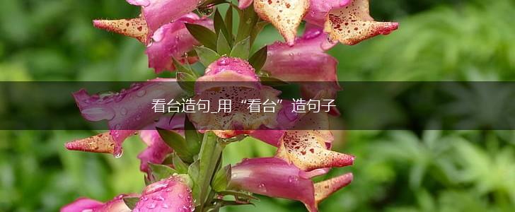 看台造句_用“看台”造句子,第1张