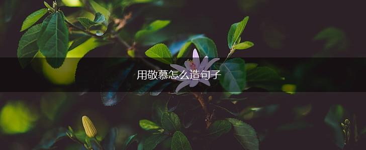 用敬慕怎么造句子,第1张