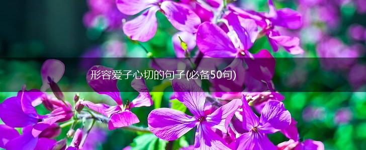 形容爱子心切的句子(必备50句),第1张