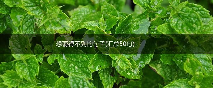 想要得不到的句子(汇总50句),第1张