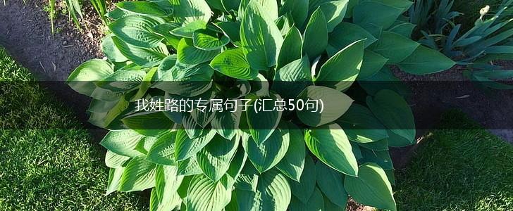 我姓路的专属句子(汇总50句),第1张