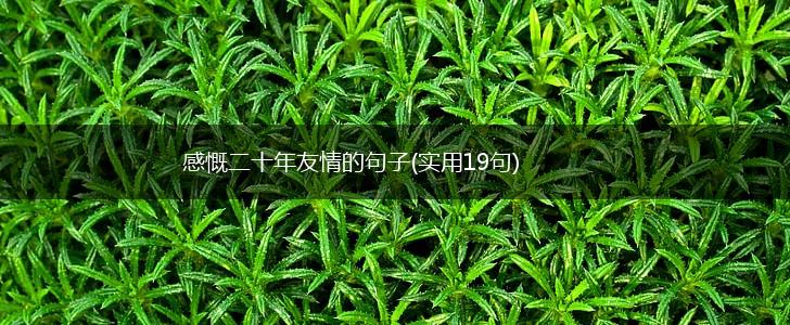 感慨二十年友情的句子(实用19句),第1张