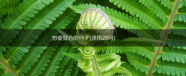 想要复合的句子(通用20句),第1张