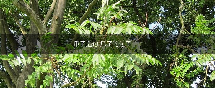 爪子造句 爪子的句子,第1张