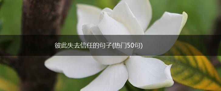 彼此失去信任的句子(热门50句),第1张