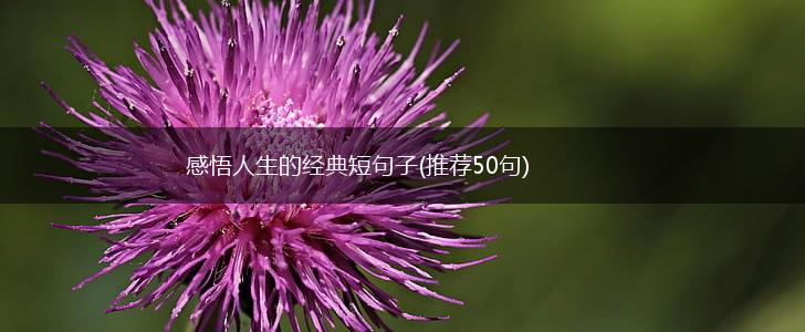 感悟人生的经典短句子(推荐50句),第1张