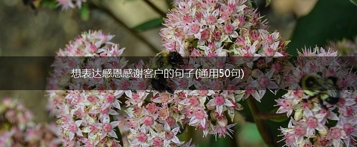 想表达感恩感谢客户的句子(通用50句),第1张