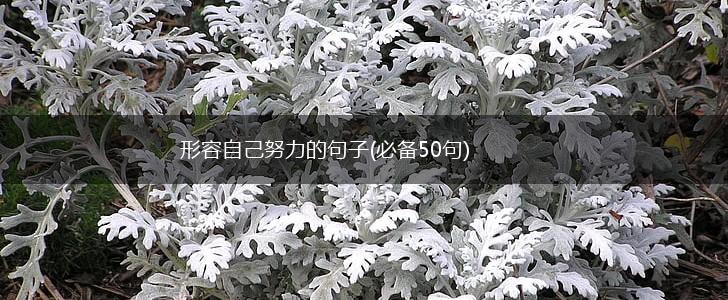 形容自己努力的句子(必备50句),第1张