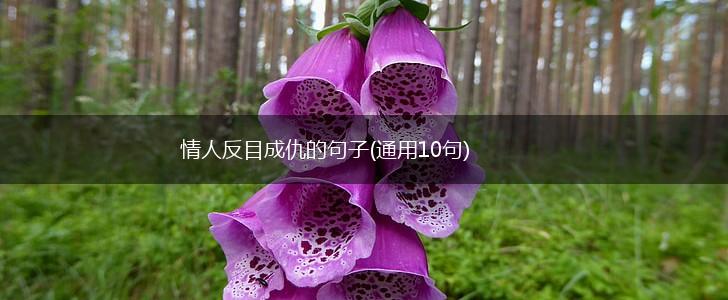 情人反目成仇的句子(通用10句),第1张
