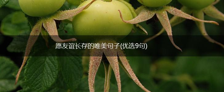 愿友谊长存的唯美句子(优选9句),第1张