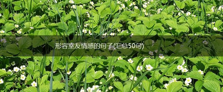 形容室友情感的句子(汇总50句),第1张