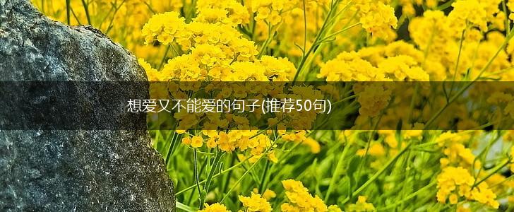想爱又不能爱的句子(推荐50句),第1张