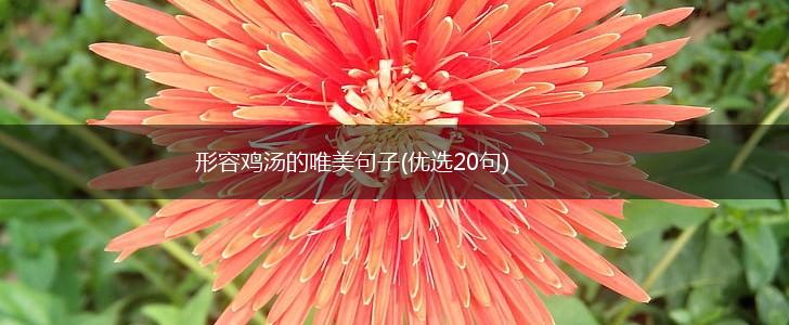 形容鸡汤的唯美句子(优选20句),第1张