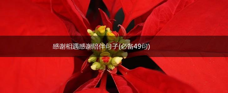 感谢相遇感谢陪伴句子(必备49句),第1张