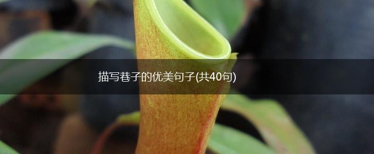 描写巷子的优美句子(共40句),第1张