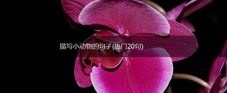 描写小动物的句子(热门20句),第1张