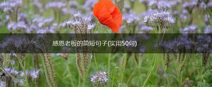 感恩老板的简短句子(实用50句),第1张