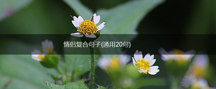 情侣复合句子(通用20句),第1张