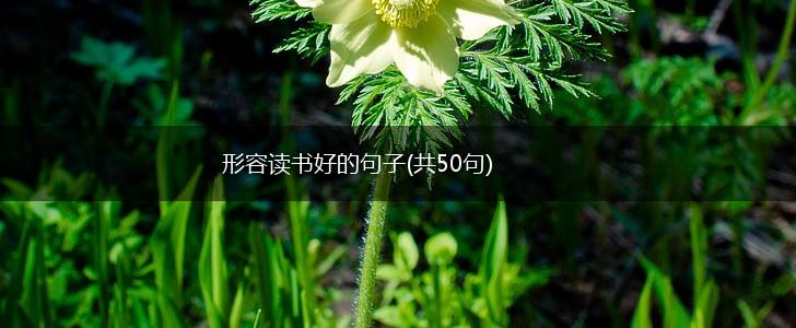 形容读书好的句子(共50句),第1张