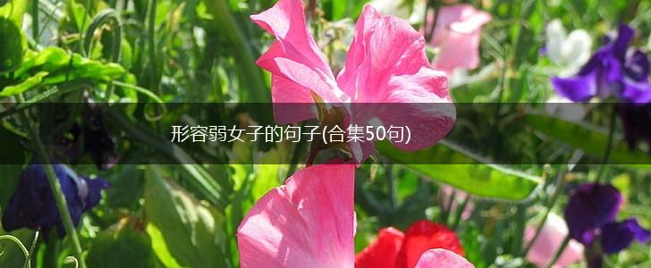 形容弱女子的句子(合集50句),第1张