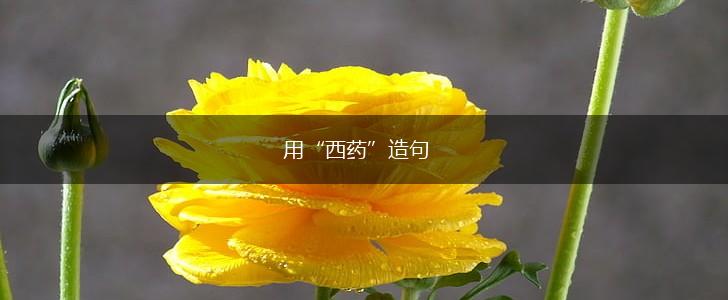 用“西药”造句,第1张