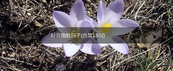 抖音幽默句子(合集15句),第1张