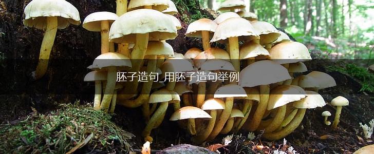 胚子造句_用胚子造句举例,第1张