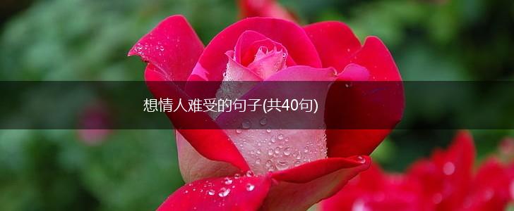 想情人难受的句子(共40句),第1张